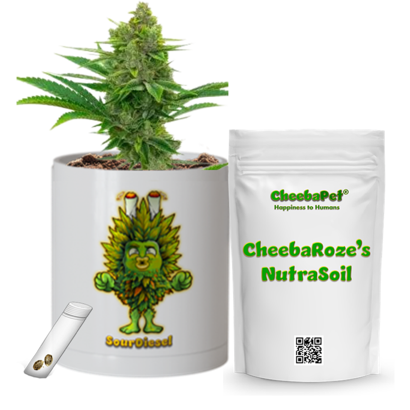 CheebaPet Planter Kit - Alpha Collection - SourDiesel